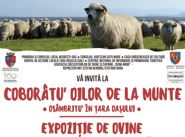 INEDIT. Coborâtu’ oilor de la munte.  Osâmbritu’ în Țara Oașului  – expoziţie de ovine