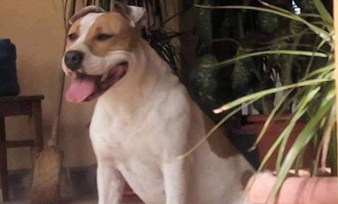 FOTO. Să-i ajutăm să-și găsească câinele. ”Share la poza va rog !”