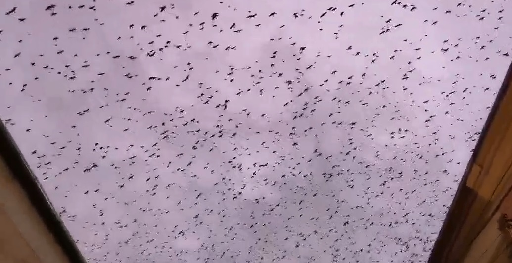 VIDEO. HALUCINANT. Sătmarul, invadat de ciori în această dimineață