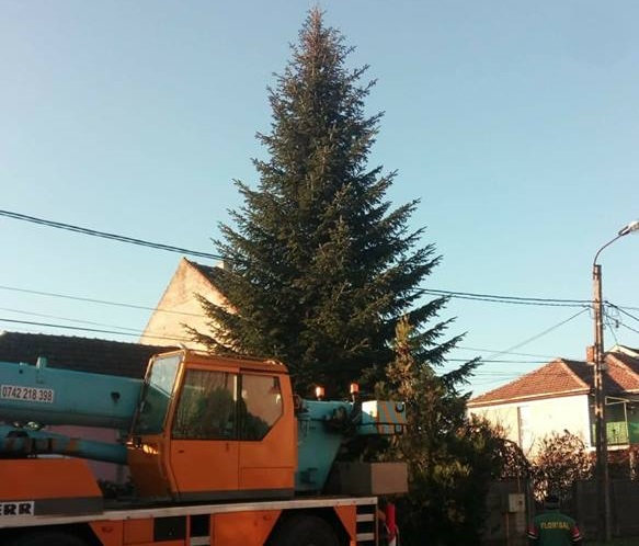 FOTO. Se simte spiritul CRĂCIUNULUI la Satu Mare. Bradul de sărbători a fost amplasat