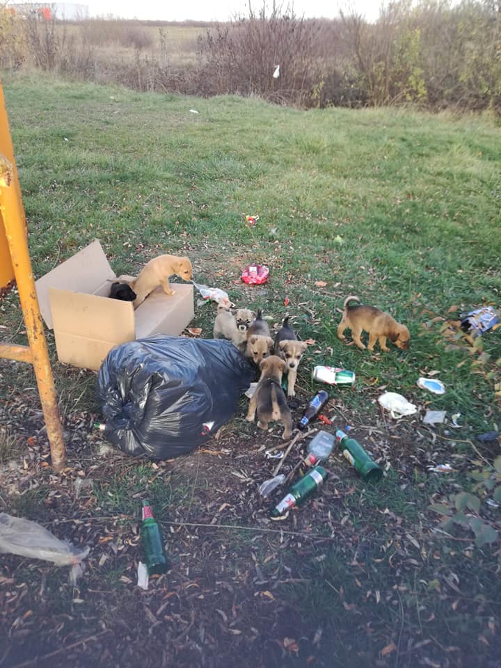 Cine este câine în acest caz?