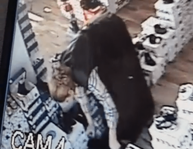 VIDEO. HOAȚĂ prinsă în FLAGRANT. O cunoaște cineva