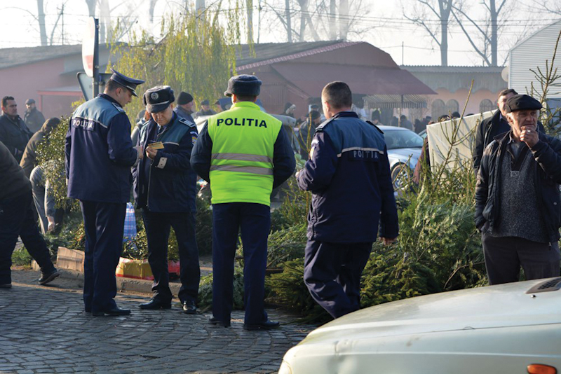 RAZIE la brazi. Peste 420 de pomi de Crăciun, confiscați