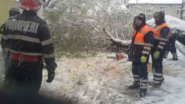 VIDEO. INTERVENȚII. Iarna își face de cap la Satu Mare. Copaci rupți de greutatea zăpezii