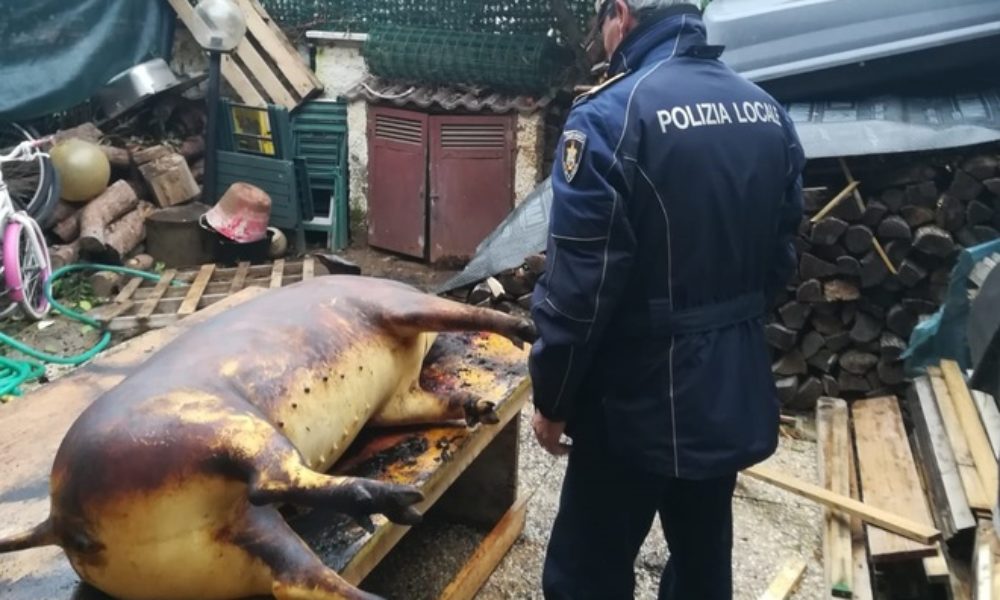 Porca miseria, nu mai poți tăia râtanul în voie că-ți și bat  carabinierii la poartă