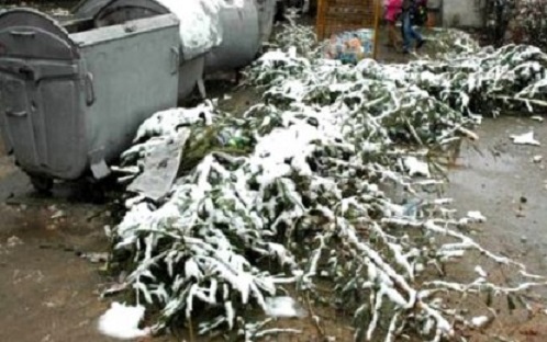 ATENȚIE! Începe campania de colectare a brazilor de Crăciun. Cât va dura