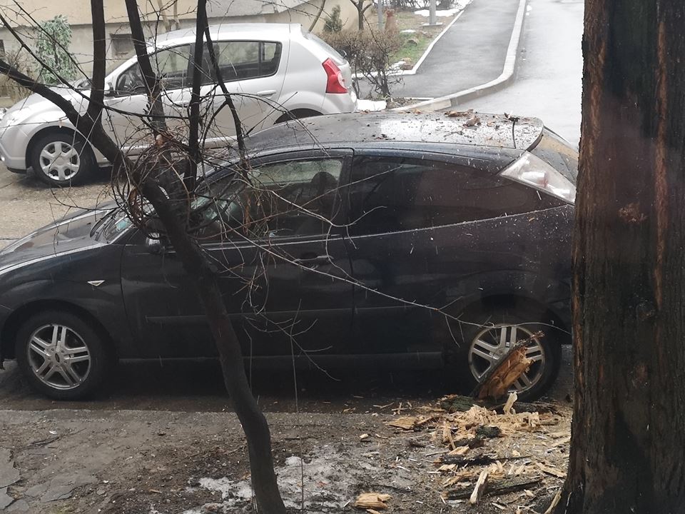 FOTOGALERIE. ATENȚIE!!! PERICOL pe străzile Sătmarului. Cad crengile PUTREZITE din copaci.