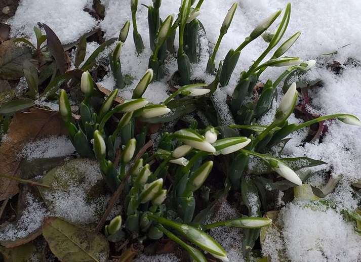 FOTO. Primii GHIOCEI din acest an. Puteți să-i DĂRUIȚI cui doriți