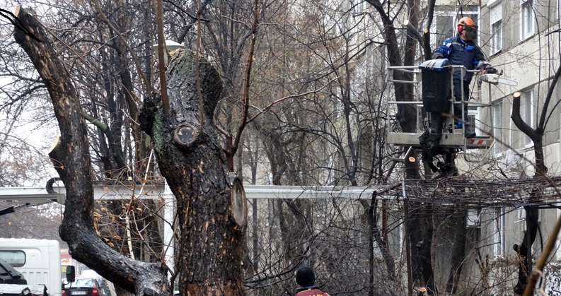 ACȚIUNE. Lucrări de TOALETARE  a arborilor în SĂTMAR. Vezi când vin pe strada ta