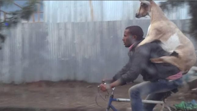 Cum să furi capra vecinului?