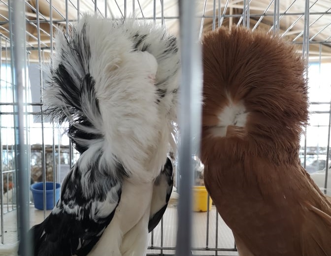 FOTOGALERIE de EXCEPȚIE! Expoziție zonală de pasări și animale mici de rasă