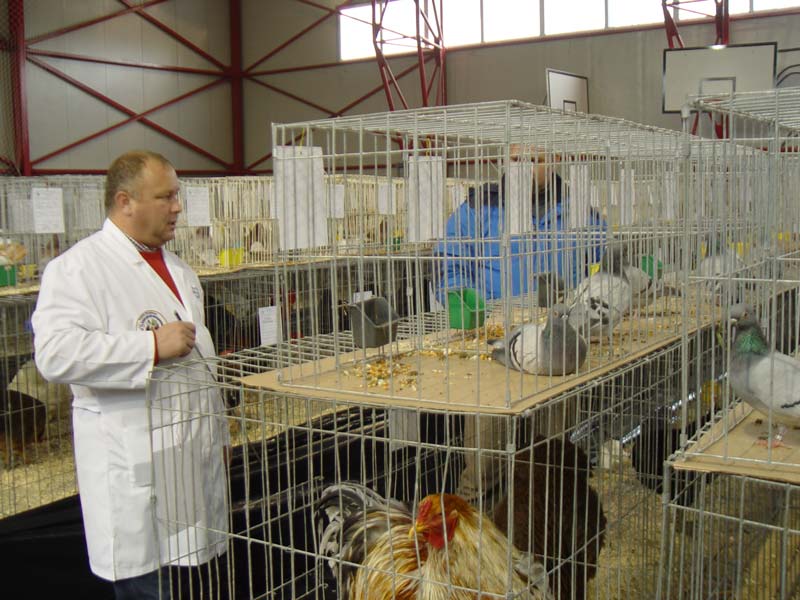 Expoziție zonală de păsări și animale mici de rasă