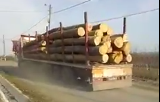 VIDEO. Drumuri DISTRUSE de transportatorii de lemne. Un primar din județ ia ATITUDINE