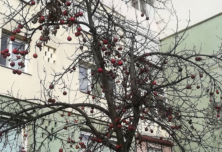 FOTOGALERIE. MINUNE la Satu Mare. Mere rămase în mod CIUDAT pe pom