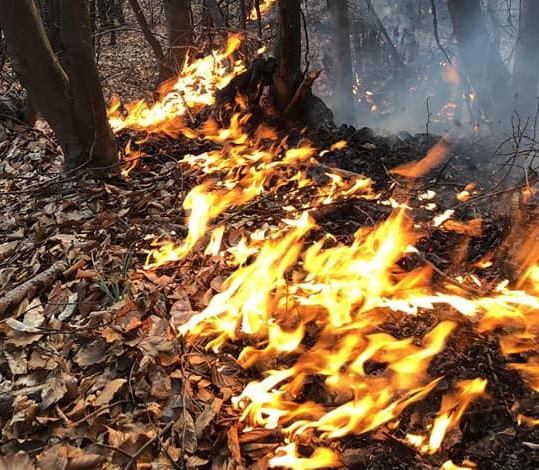 FOTOGALERIE. Pădure ÎN FLĂCĂRI, în județ. Trei FOCARE de incendiu. POmpierii INTERVIN