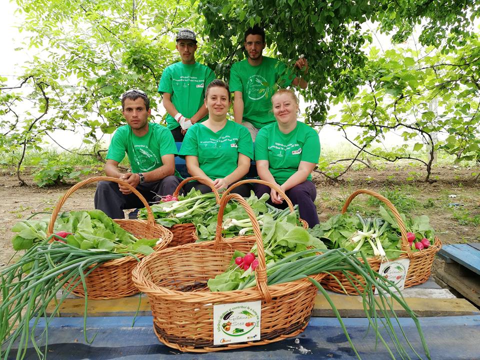 Sătmărenii pot consuma legume sănătoase din Grădina Asociației STEA