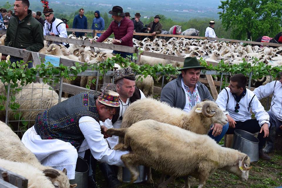 FOTOGALERIE. TRADIȚIE. "Urcatu’ oilor la munte în Țara Oașului – Sâmbra oilor sau Alesul", festival de tradiții pastorale dar și culinare