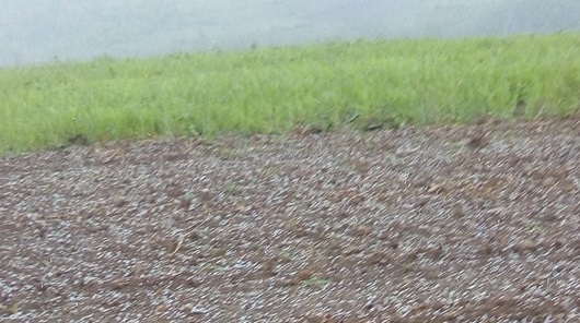 VIDEO. GRINDINĂ în județ. PRIMA din acest an