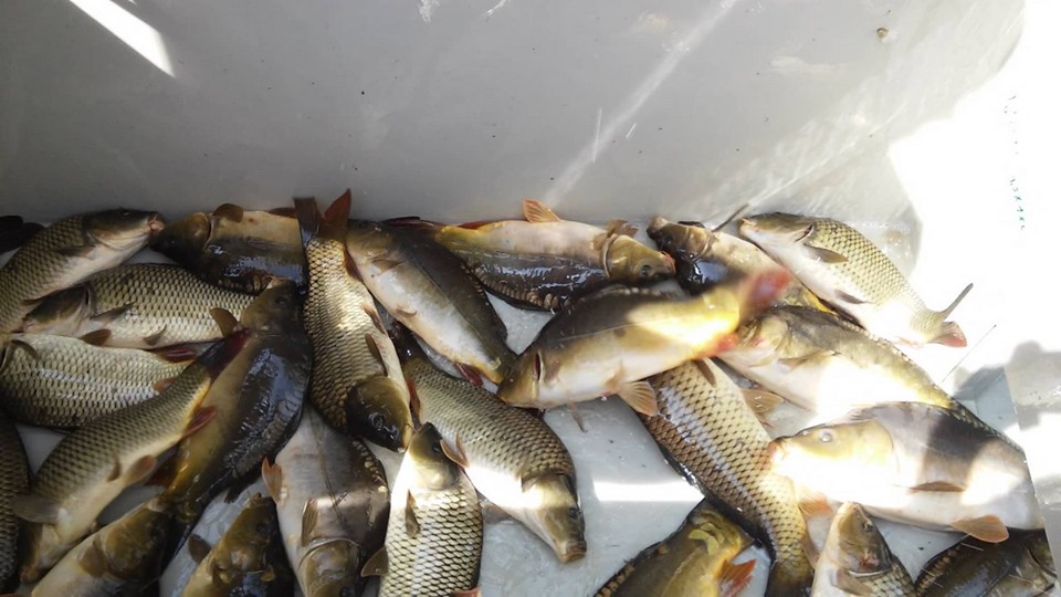 Balta din Ianculești, populată cu peste 600 kg de crap