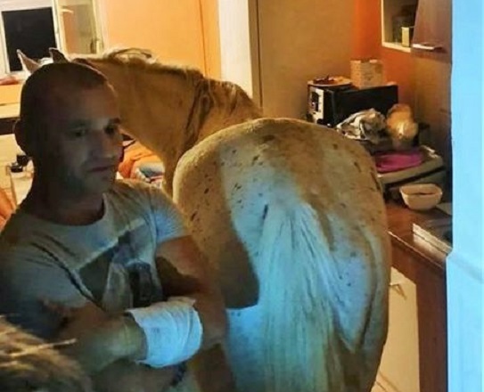 VIDEO/FOTO. INCREDIBIL. Locuia cu un CAL în apartament. Polițiștii locali l-au sancționat