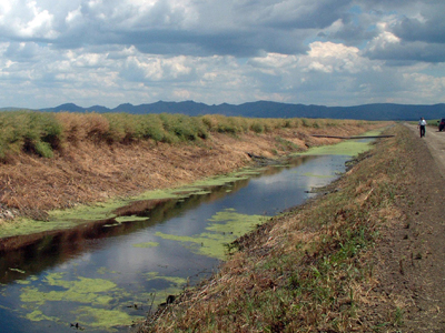 Au fost depuse peste 300 de proiecte pentru investiţii în irigaţii la Ministerul Agriculturii