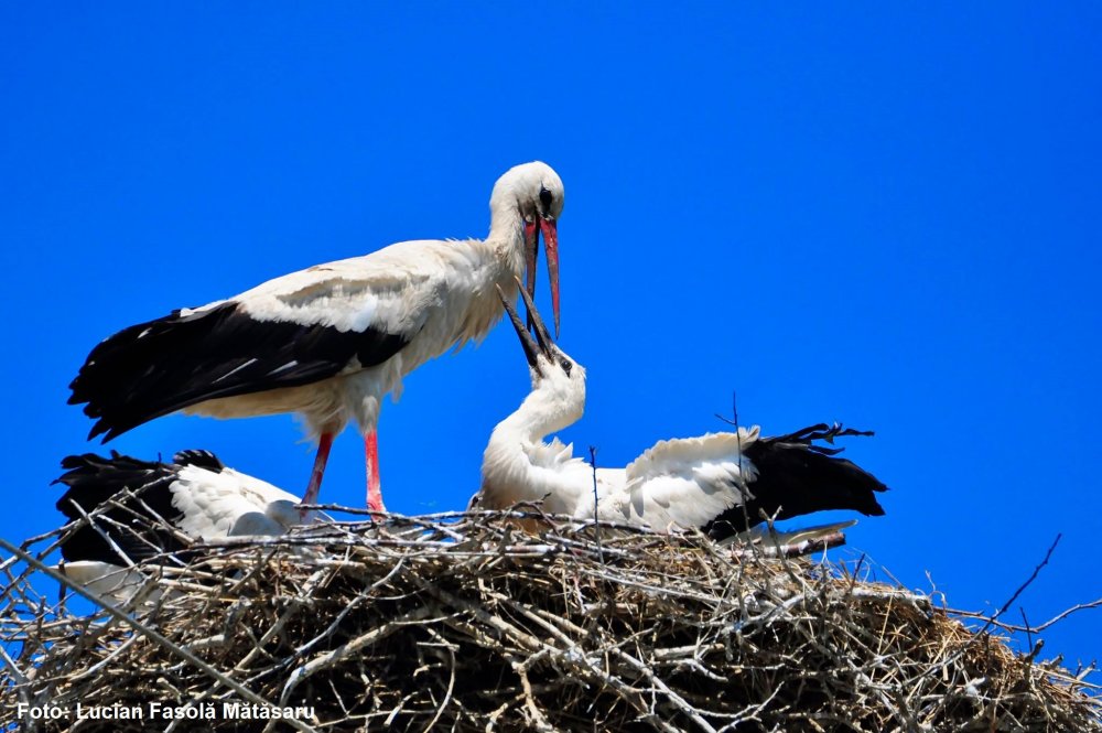 ”Uite, Barza!” - Aplicație pentru protecția și numărarea berzelor din România