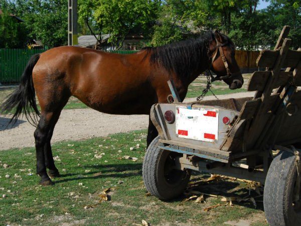 Reținut de polițiști după ce ar fi FURAT un cal