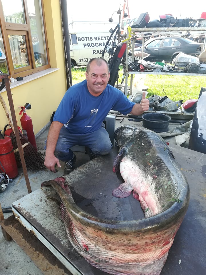 VIDEO/FOTO. ULUITOR. MONSTRU capturat din SOMEȘ. Peste 75 de kg și peste 2,5 m
