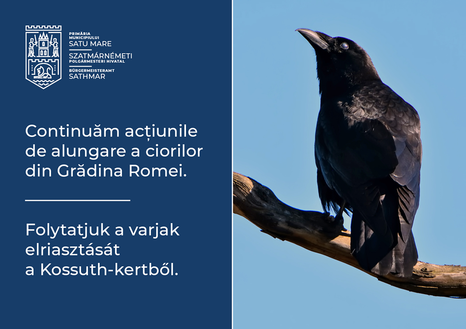 Primăria pune TUNURILE pe ciori. Două săptămâni, în FIECARE seară