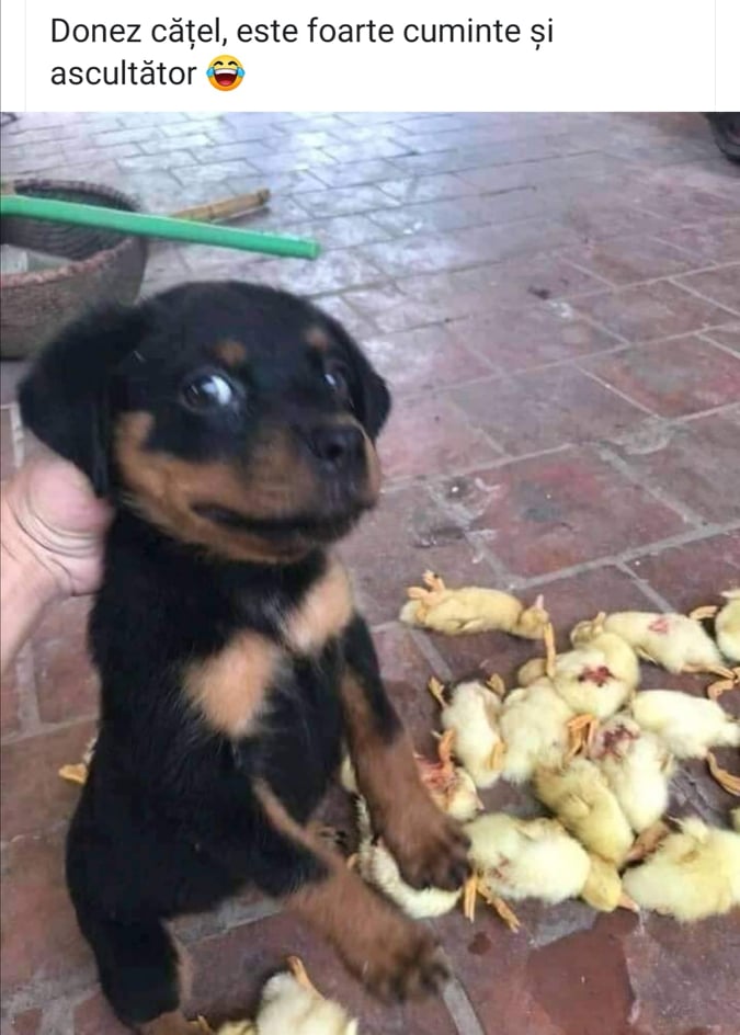 Se caută stăpân pentru un pui de rottweiler. Este “cuminte și ascultător”! :))
