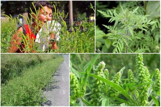 Curăţăm ţara de Ambrozia într-o singură zi