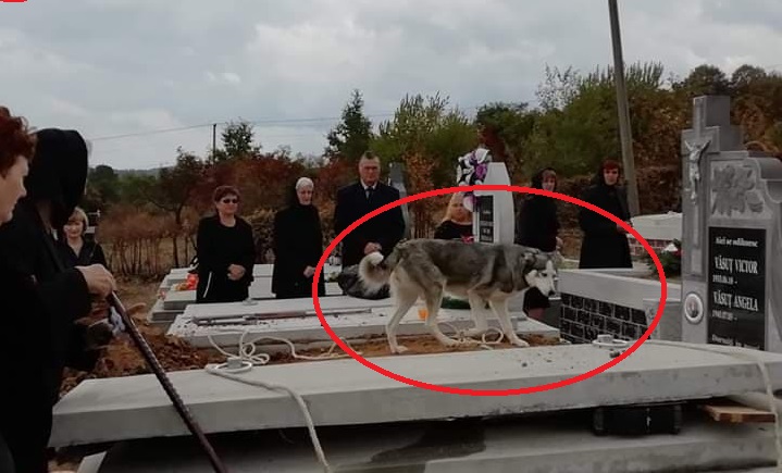 FOTO. Gest emoționant până la LACRIMI făcut de un CÂINE. Nu și-a părăsit stăpânul nici la CIMITIR