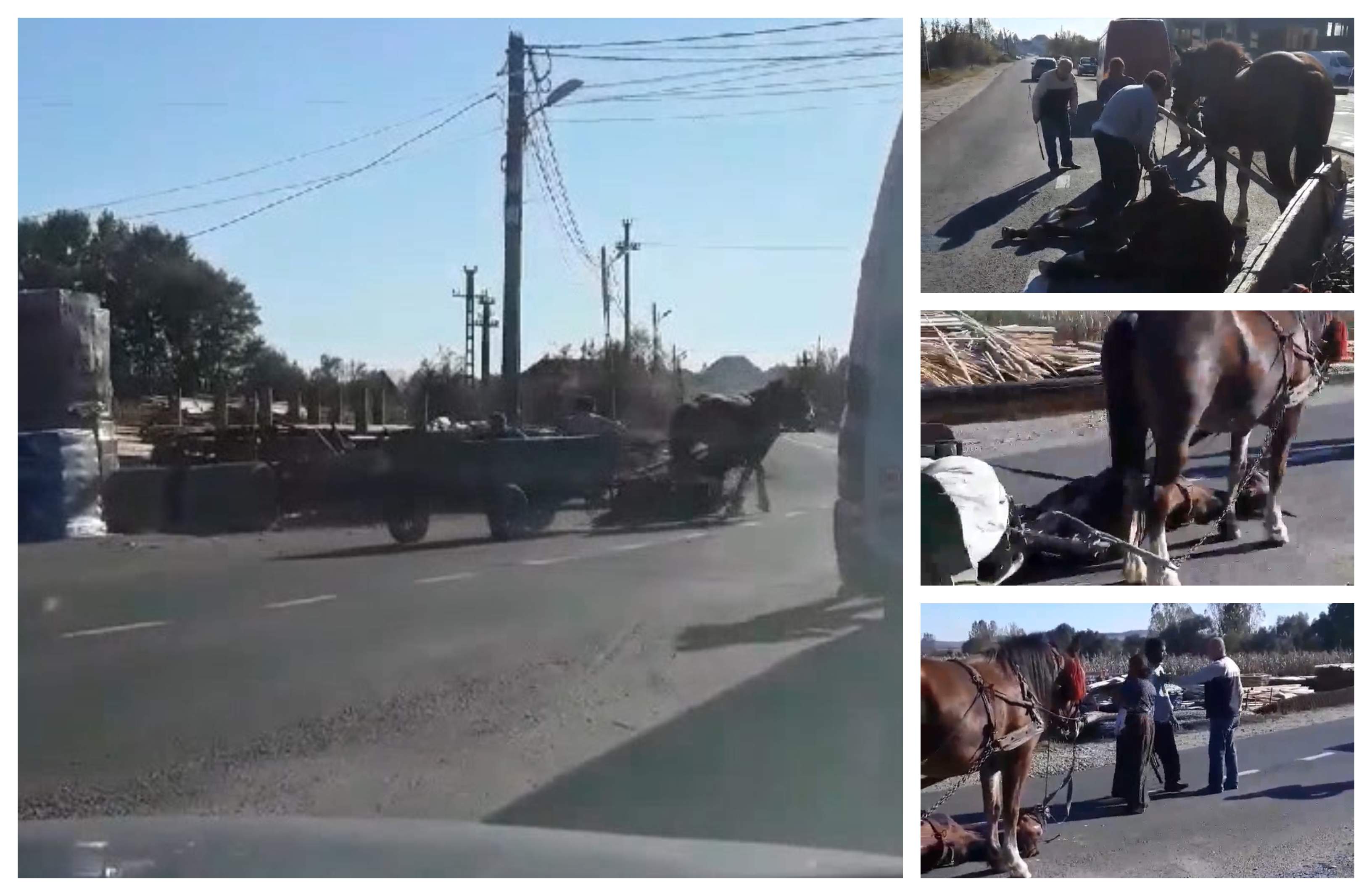 Pentru animal, omul este animalul smintit... (Friedrich Nietche)