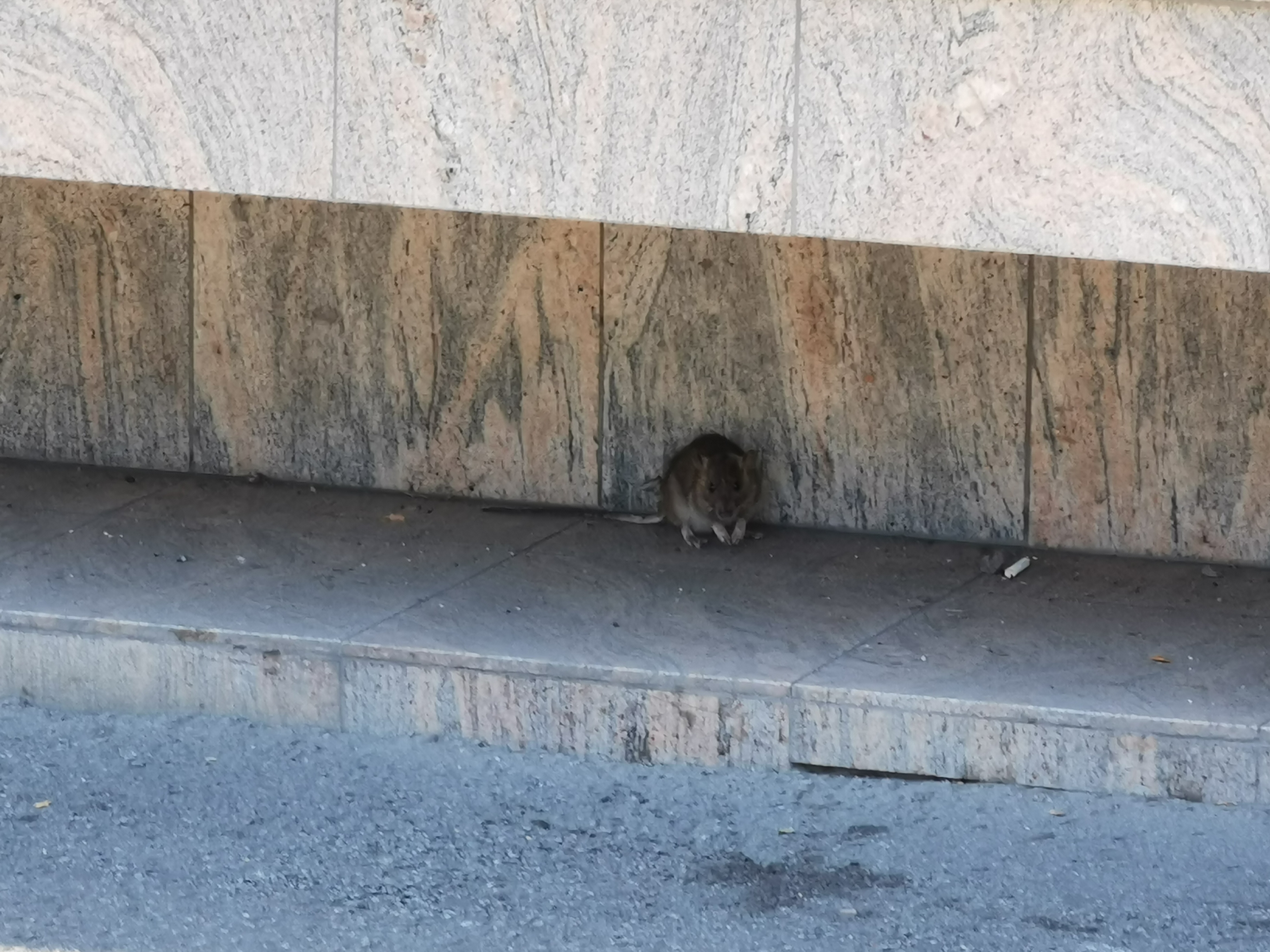 Șobolanii pe axa Paris - Londra - Satu Mare