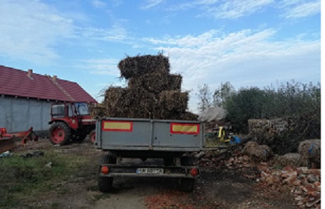 FOTOGALERIE. Județul, curățat de Ambrozia. Peste 24 de tone colectate