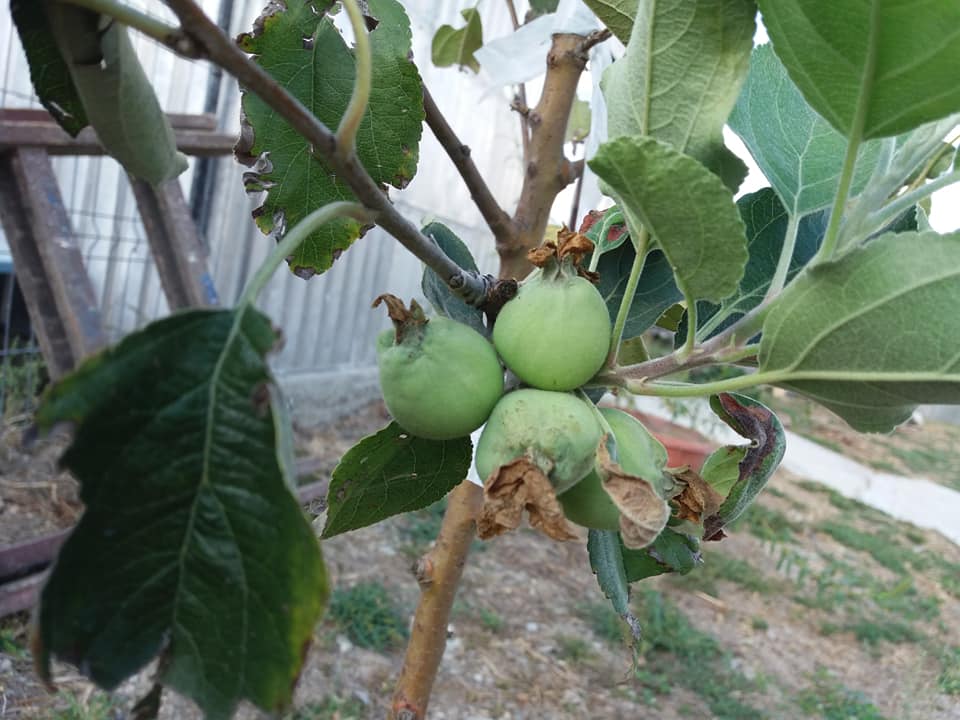 FOTOGALERIE. VARA din OCTOMBRIE.  A doua PRODUCȚIE din acest an