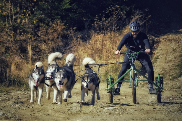 Careianul Daniel Marius Tentiș, la Campionatul  European de atelaje pe roți