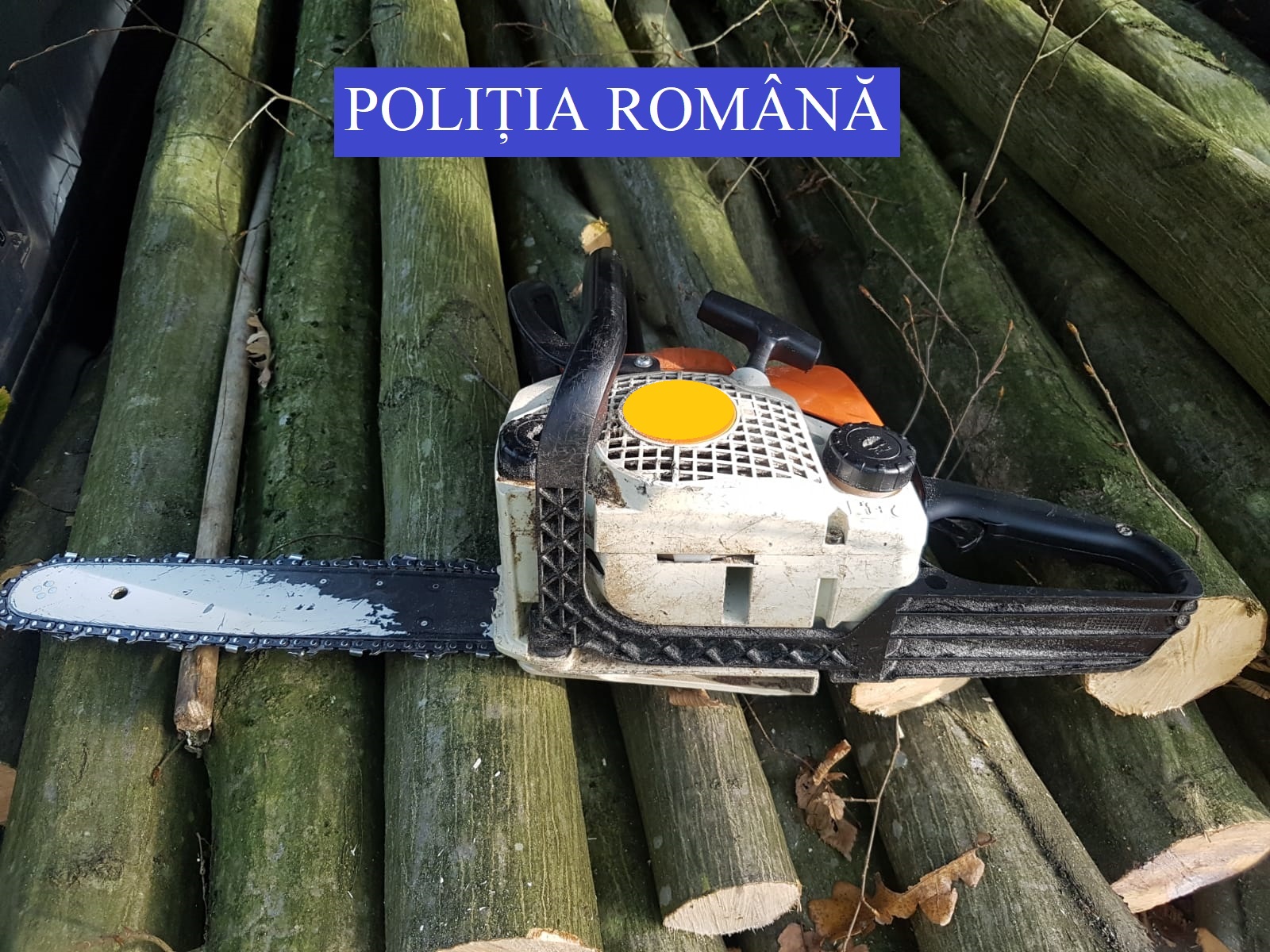 Prinși în flagrant la furat de lemne