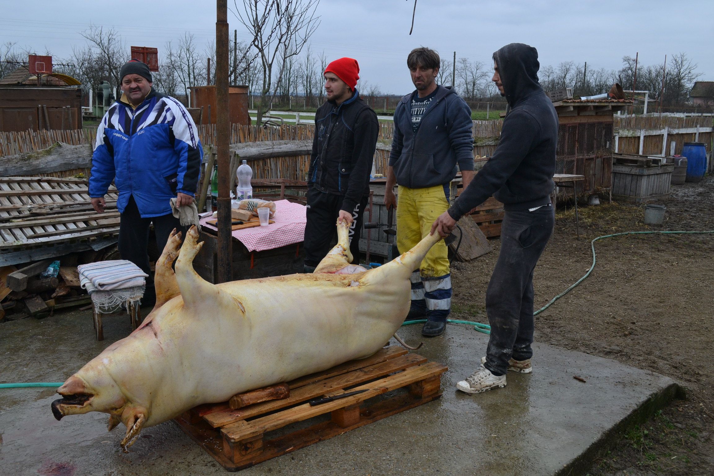 Atenţie la Trichineloză!