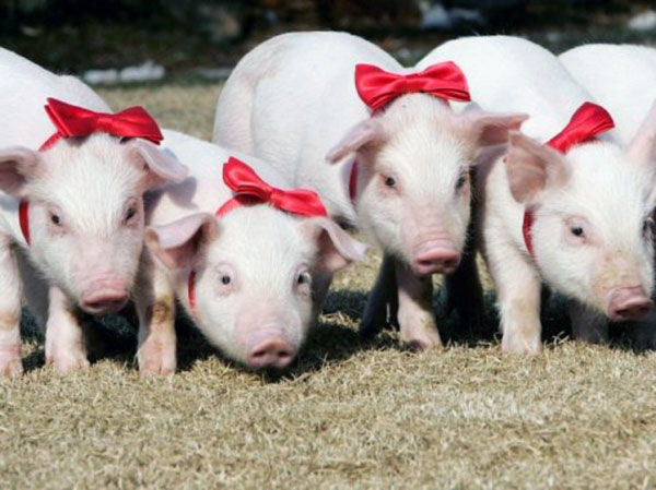 Creşterea porcilor în bătătură, reglementată de norme stricte