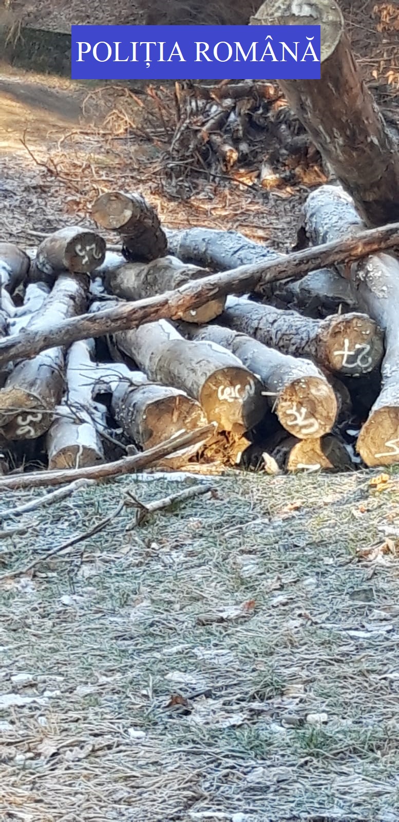 FOTO. Lemn tăiat ilegal. Polițiștii au luat atitudine