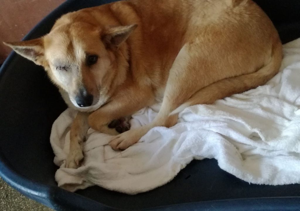 Câinele desfigurat de petardă își caută o familie