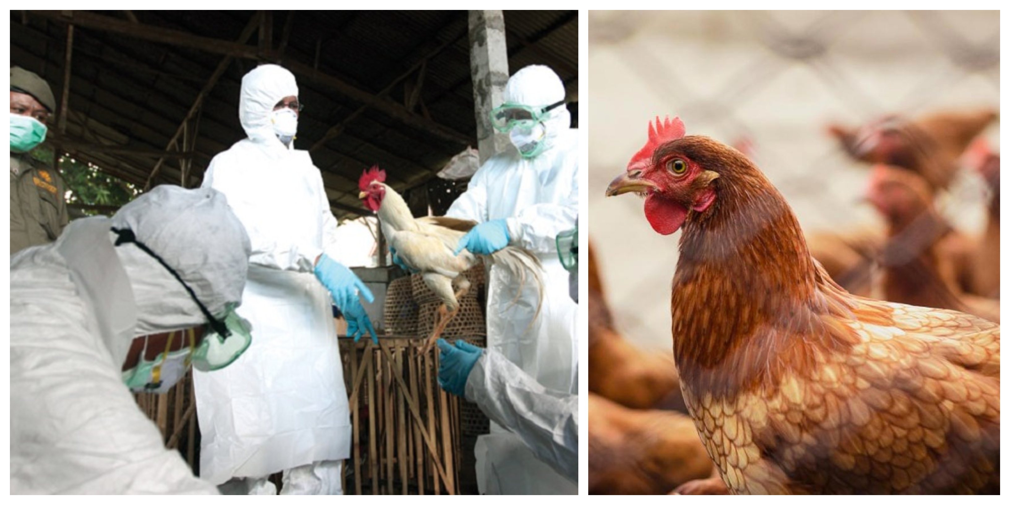 AMENDĂ URIAȘĂ pentru o.fermă avicolă din Botiz. Ce nereguli GRAVE au găsit inspectorii DSVSA