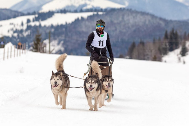 Careianul Daniel Tentiș, învingător la concursul  de sănii trase de câini  din Pasul Tihuța