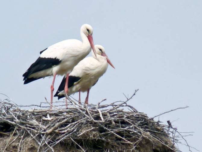 Andrid, locul unde berzele sunt foarte iubite. Aici se găsesc cele mai multe de pe continentul european
