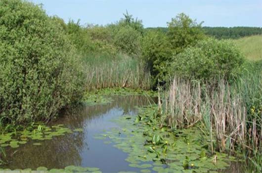Mlaştina Ecedea şi ocupaţiile tradiţionale. Una dintre cele mai mari zone umede din Europa