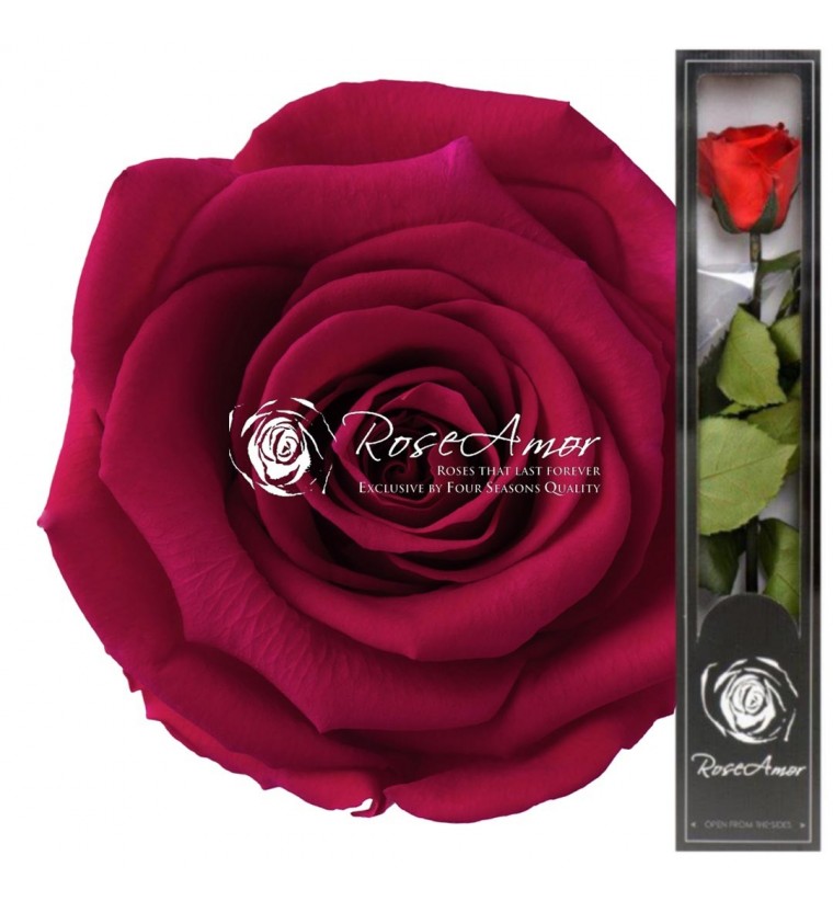 1 și 8 Martie învăluit în frumusețea florilor criogenate, cadouri cu stil