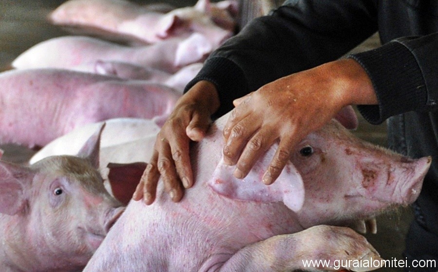 Numărul focarelor de pestă porcină africană s-a redus la 528