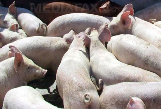 ATENȚIE. Amenzi mari pentru crescătorii care nu țin sub supraveghere bolile apărute la animale!