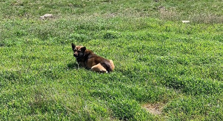 FOTO. NESIMȚIRE. Un sătmărean și-a ABANDONAT CÂINELE pe un câmp. A fost PRINS și AMENDAT